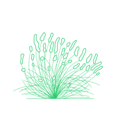 Plants Bushes Lavender Sketch Style Svg Vector, Free Vectors File